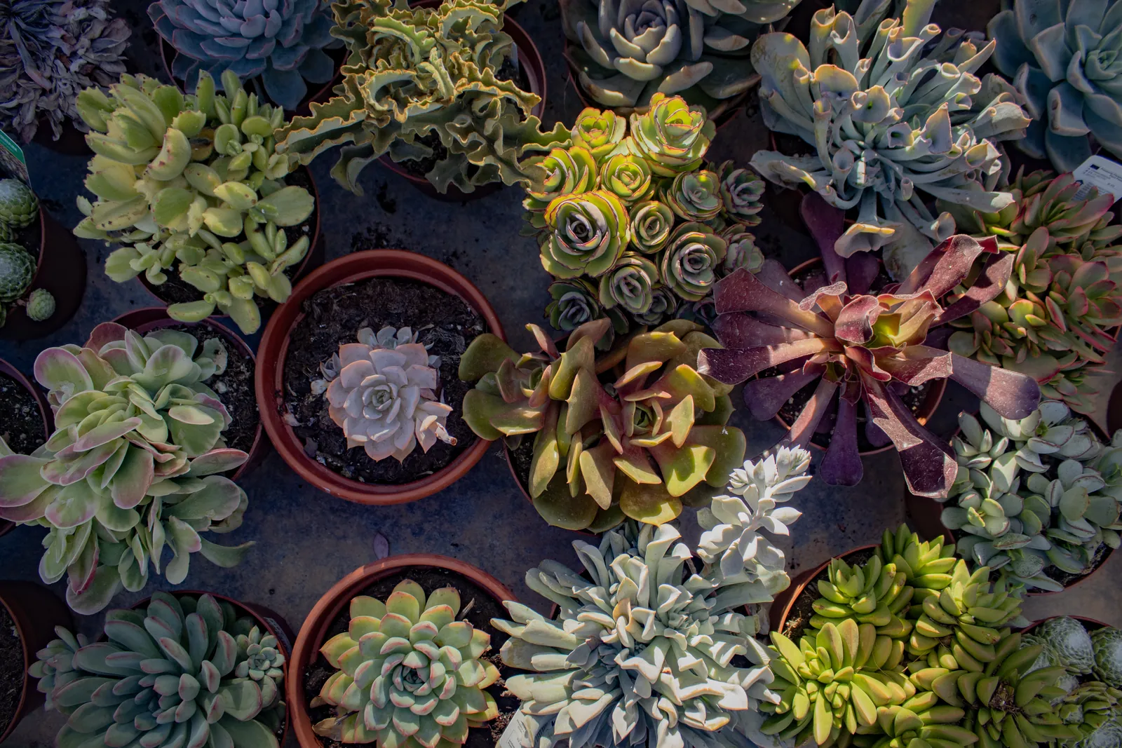Cactus y suculentas en Garden Center Navarro, plantas resistentes perfectas para decoración