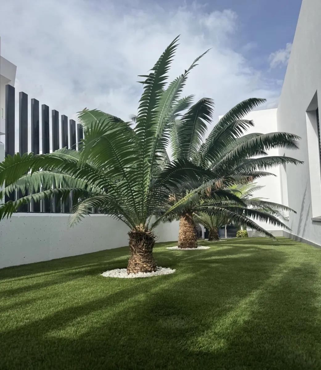 Proyecto de paisajismo con Dioon spinulosum en Garden Center Navarro