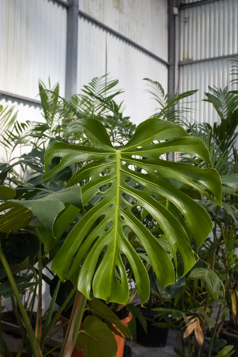 Monstera deliciosa planta de interior con hojas grandes y fenestraciones