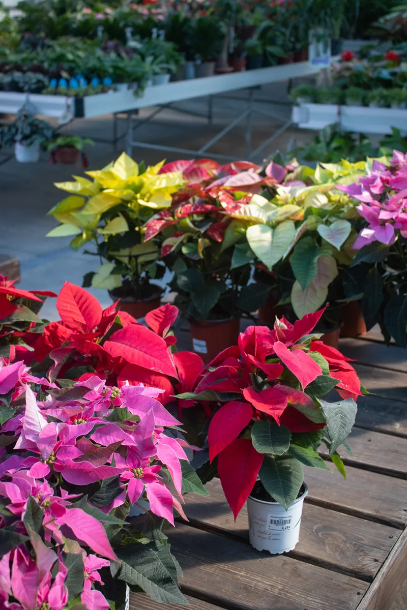 Poinsettias o flores de Navidad en Garden Center Navarro
