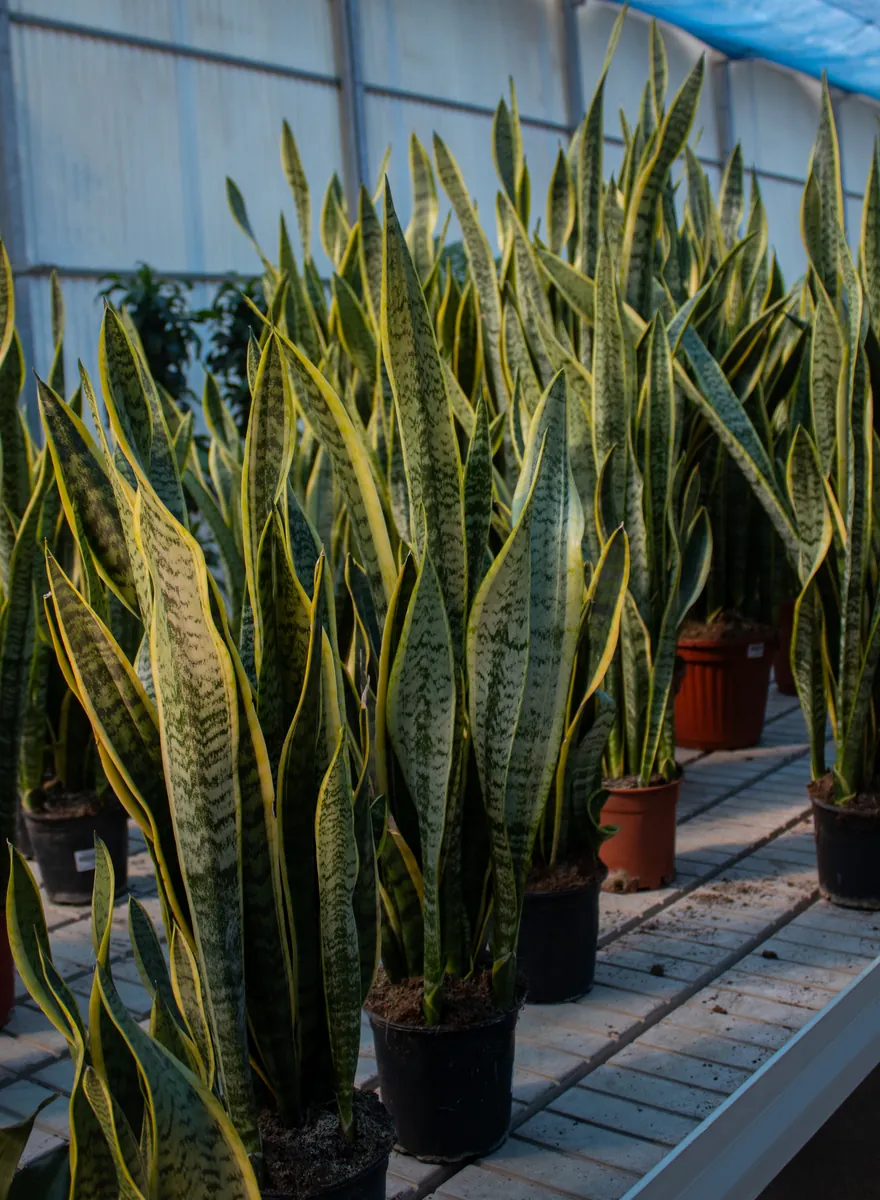 Sanseviera o Lengua de Gato planta de interior en Garden Center Navarro