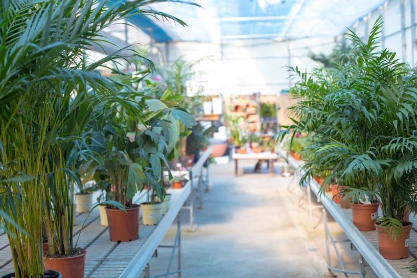 Plantas