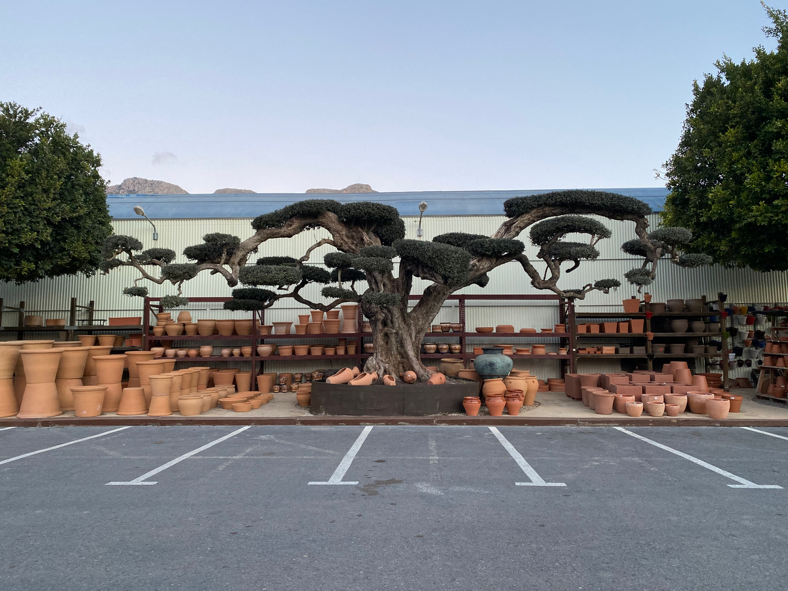 Olivo decorativo con maceteros elegantes en Garden Center Navarro